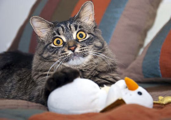 开云APP-_冠军返场：传奇对决带来完美童话结局_，王者荣耀传奇对决