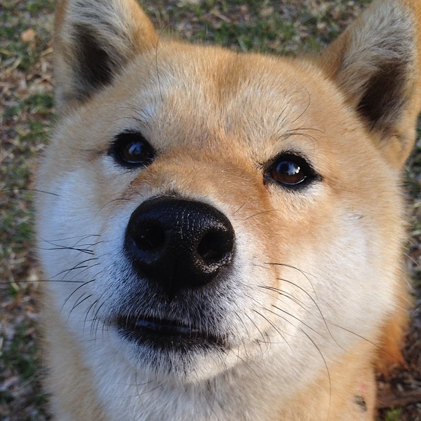 开云官方-_猛龙队展现韧性，逆转取胜_，猛龙队队史纪录