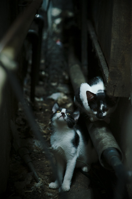 《电竞主播明星光环:从游戏到广告代言》,电竞主播kh