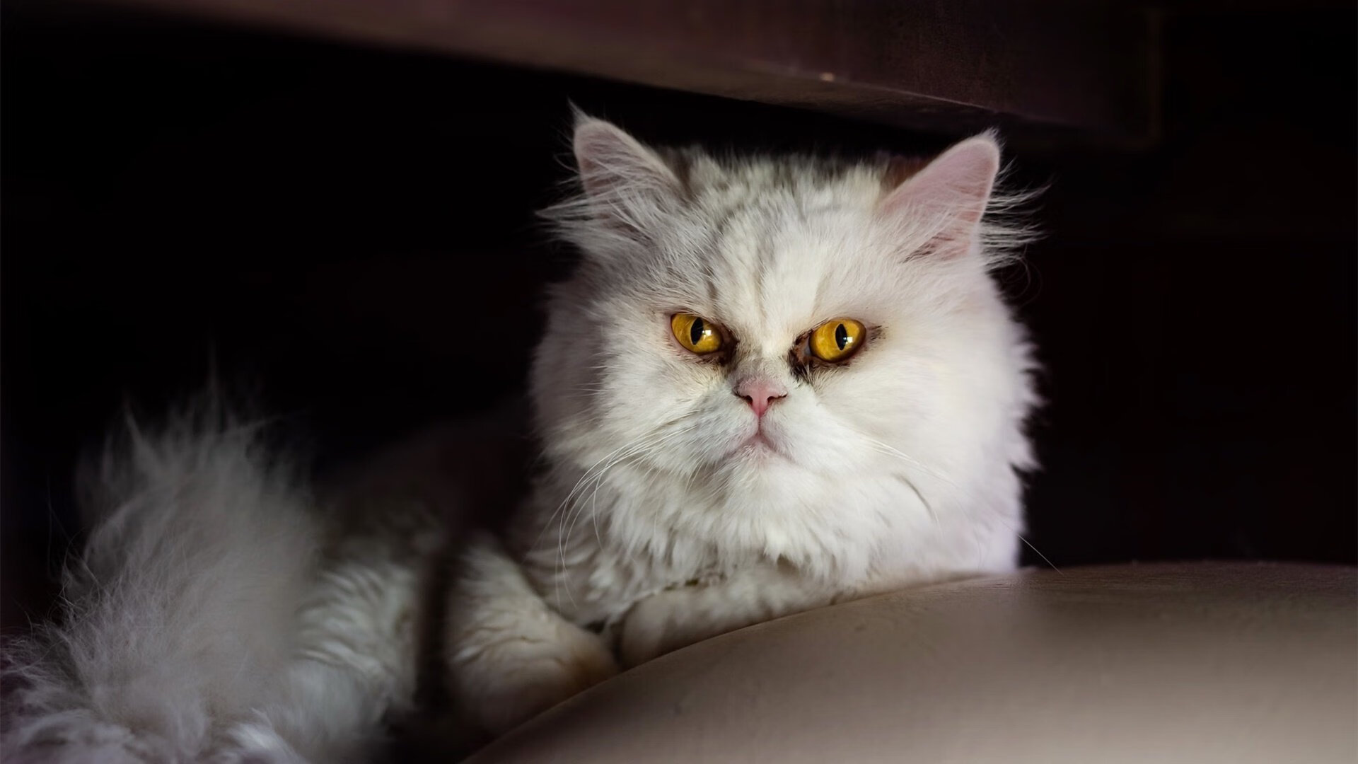 kaiyun.com-德甲激烈碰撞，球迷支持不断提升，德甲 球迷