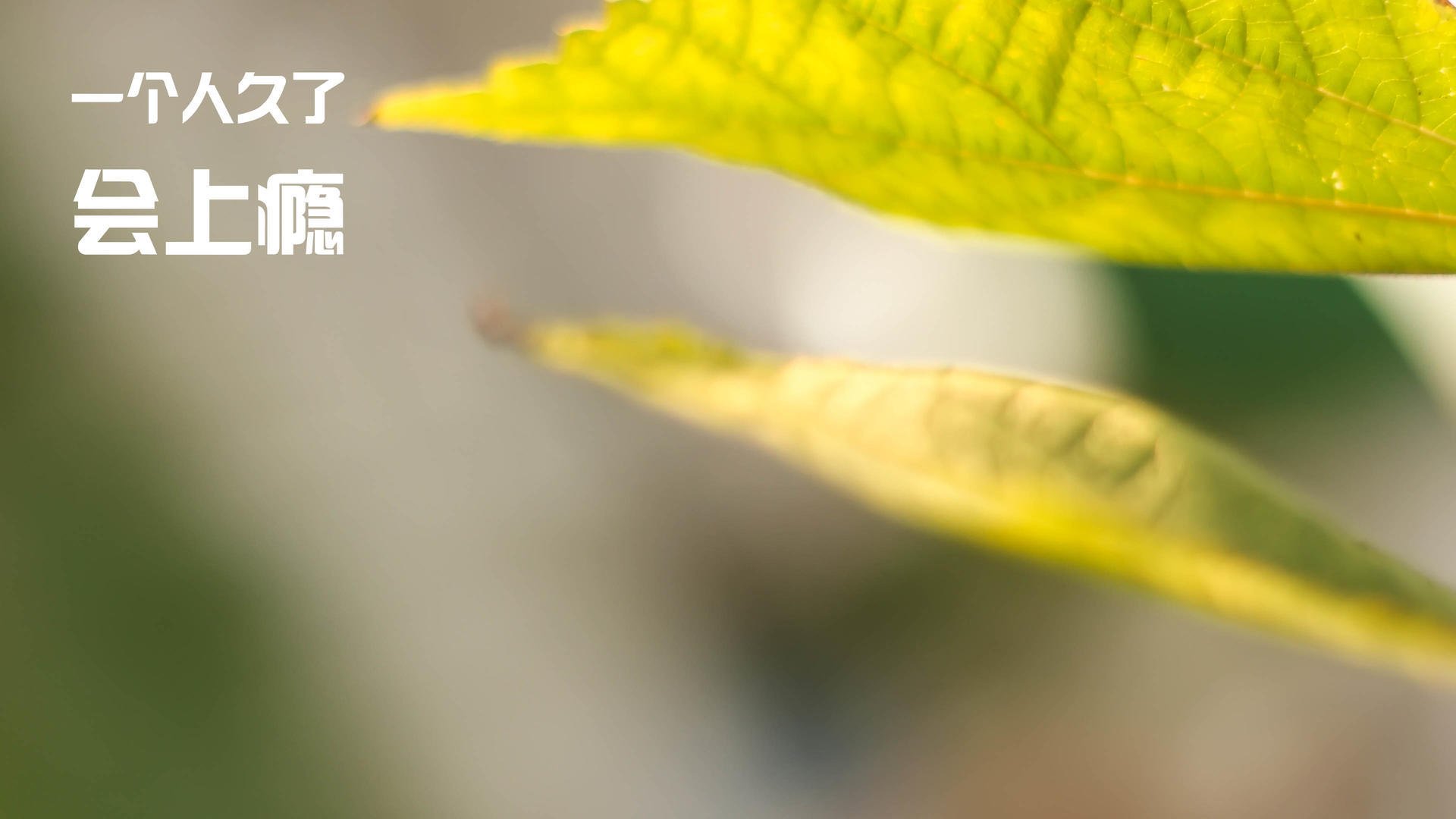 开云体育网页版入口-全球聚焦盛大比赛，女足项目备受瞩目，女足比赛2021