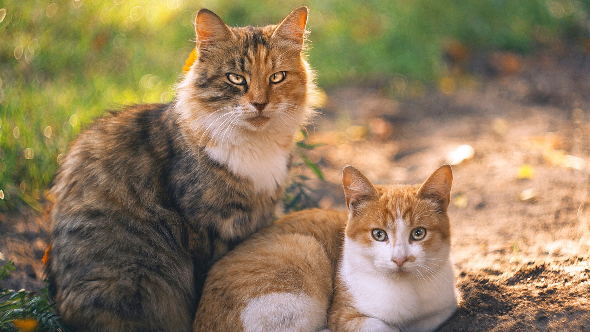 塞尔维亚队在比赛中阵容强大,势不可挡,塞尔维亚主力阵容