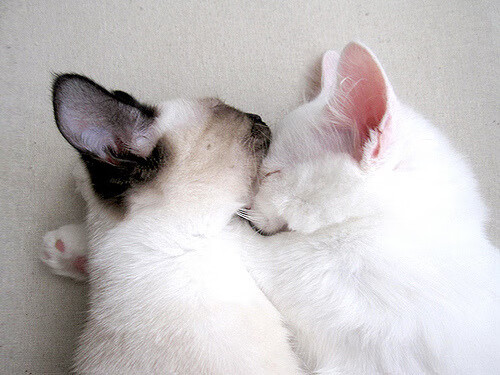 开云官网在线-队长奉献绝杀，带领球队杀进八强，队长battle谁赢了