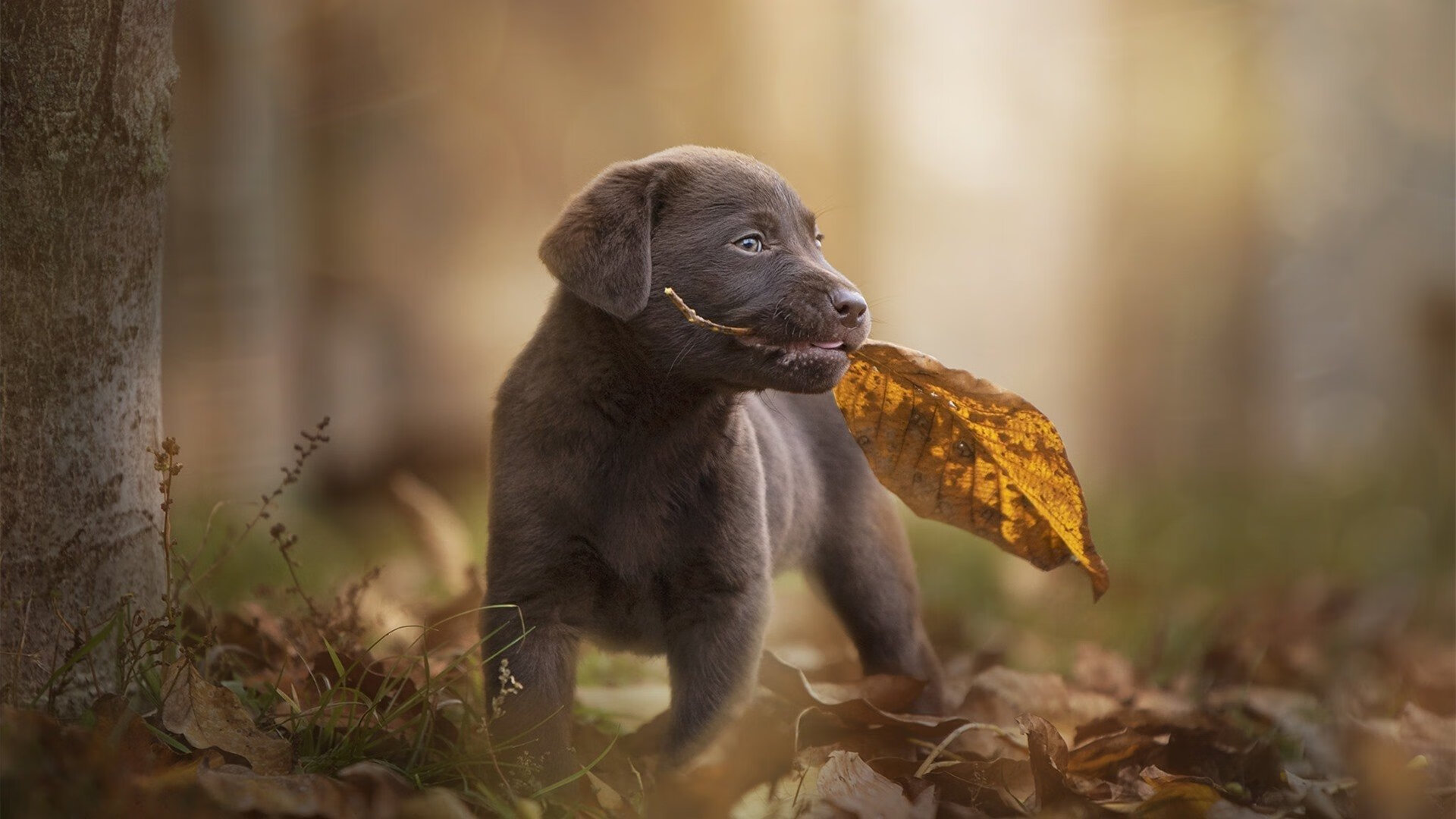 开云·Kaiyun网页版-东亚杯国足战败 球迷呼吁从基础做起，2021东亚杯国足