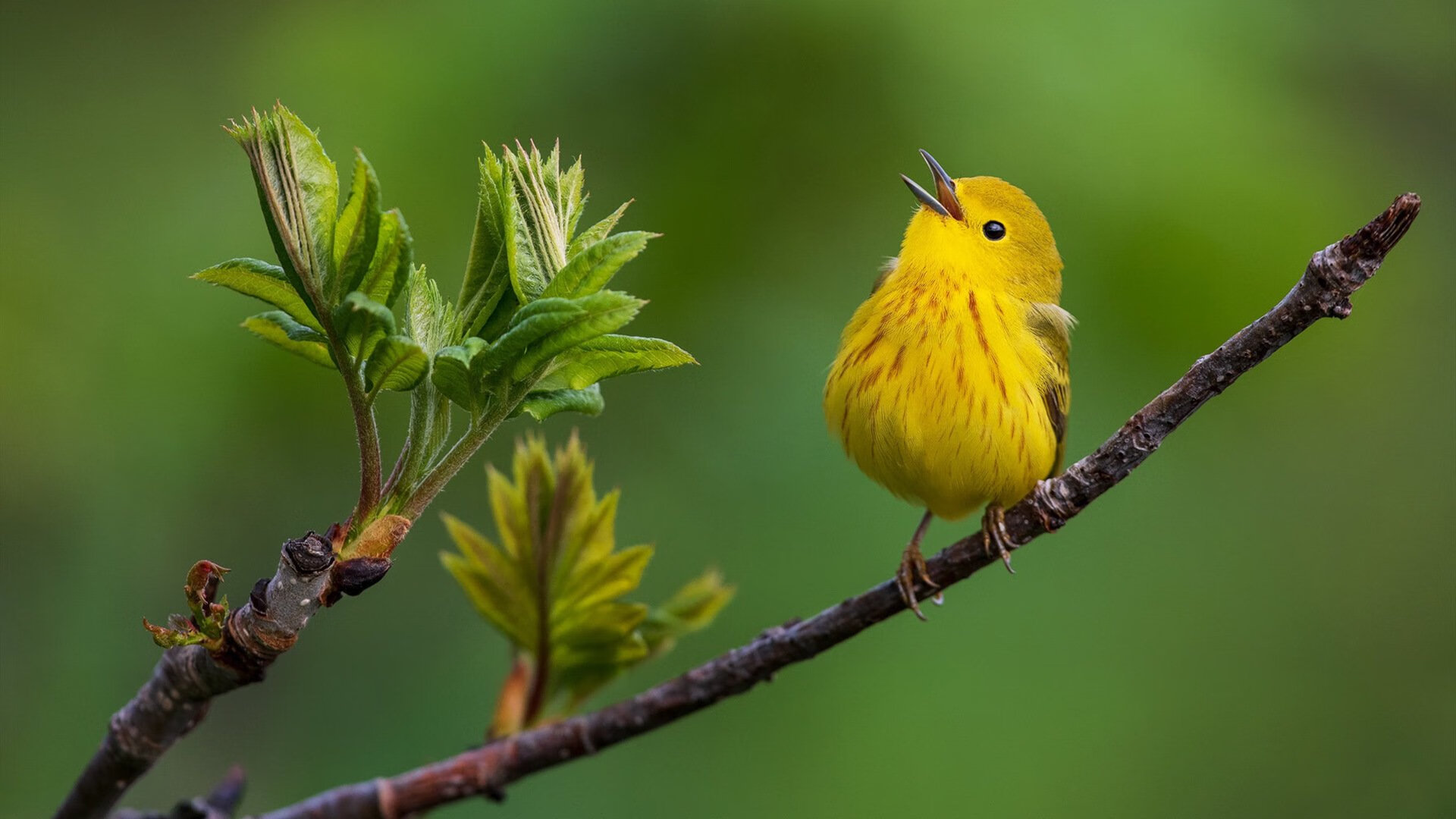 开云网页版登录入口-卡特的罚球与踢球技术堪称橄榄球界的巅峰之作，卡特生涯罚球命中率